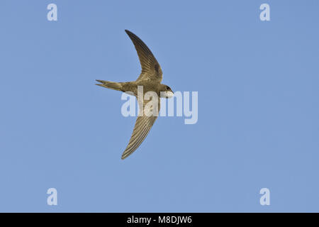 Mauersegler fliegen; Gierzwaluw vliegend Stockfoto