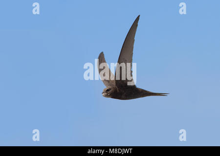 Mauersegler fliegen; Gierzwaluw vliegend Stockfoto