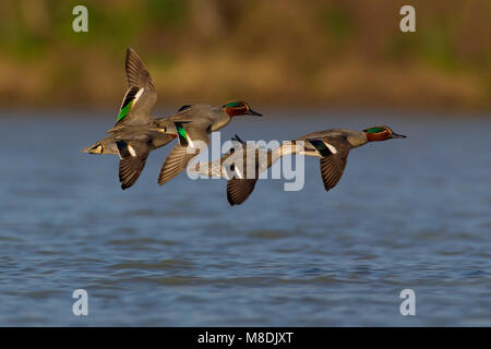 Groep Wintertalingen in de Vlucht; Gruppe der Gemeinsamen Krickenten im Flug Stockfoto