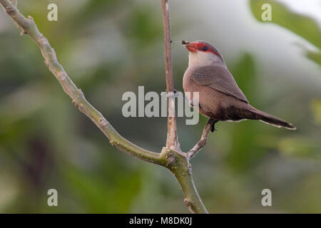 Takje Sint-Helenafazantje op; Common Waxbill auf einem Zweig Stockfoto