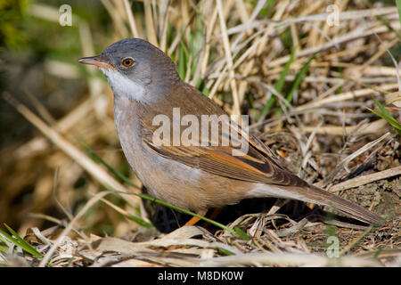 In Grasmus takje; Common Whitethroat auf Zweig Stockfoto