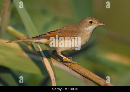 Grasmus zittend op Tak; Common Whitethroat thront auf Zweig Stockfoto