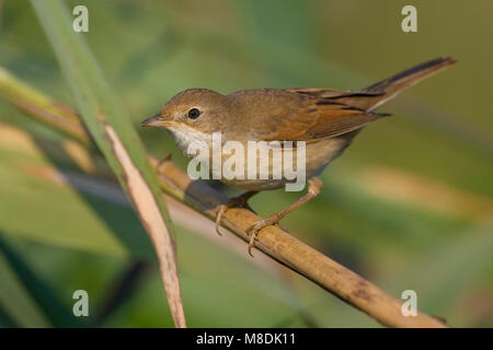 Grasmus zittend op Tak; Common Whitethroat thront auf Zweig Stockfoto