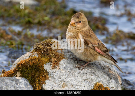 Vrouwtje Ritt in Berg Bergvink beekje, weiblichen Asiatischen Crimson - winged Finch in kleinen Bach Stockfoto