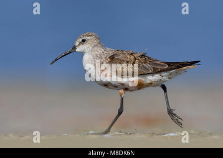 In de Volwassen Krombekstrandloper Rui; Mauser nach Curlew Sandpiper Stockfoto