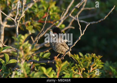 Mannetje Cyprusgrasmus struikjes zingend in Lage; Männliche Zypern Warbler singen in niedrigen Bush Stockfoto