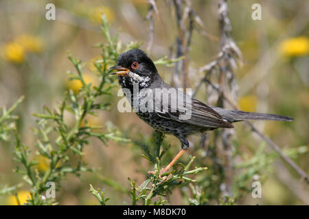 Mannetje Cyprusgrasmus struikjes zingend in Lage; Männliche Zypern Warbler singen in niedrigen Bush Stockfoto