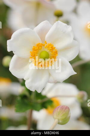 Anemone hybrida 'Honorine Jobert' Japanische Anemone in Blume in einem Englischen Garten Grenze, Großbritannien Stockfoto