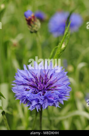 Centaurea cyanus 'Blue Ball' Kornblume, Großbritannien Stockfoto