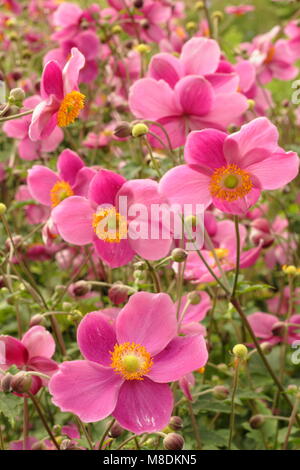 Anemone hupehensis 'Hadspen Fülle 'Japanische anemone Blütezeit im späten Sommer Garten Grenze, UK. AGM. Stockfoto