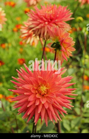 Dahlie 'Avoca Comanche', semi-Cactus Dahlia, im späten Sommer Grenze von einem Englischen Garten, Großbritannien Stockfoto