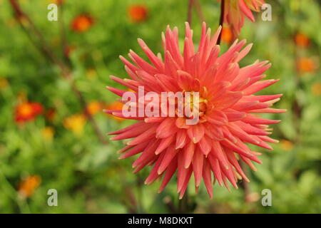 Dahlie 'Avoca Comanche', semi-Cactus Dahlia, im späten Sommer Grenze von einem Englischen Garten, Großbritannien Stockfoto