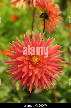 Dahlie 'Avoca Comanche', semi-Cactus Dahlia, im späten Sommer Grenze von einem Englischen Garten, Großbritannien Stockfoto