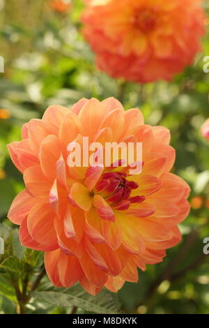 Dahlie 'Pam Howden', eine Seerose Dahlia, in Blüte im Spätsommer Grenze von einem Englischen Garten, Großbritannien Stockfoto