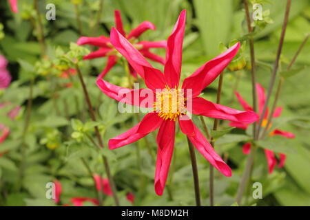 Dahlie 'Honka Rot', eine Orchidee Dahlia, in Blüte im Sommer Grenze von einem Englischen Garten, Spätsommer, Großbritannien Stockfoto