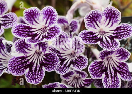 Streptocarpus 'Polka Dot Purple' Cape primrose Blütezeit indoors im Spätsommer, Großbritannien Stockfoto