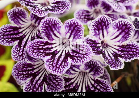 Streptocarpus 'Polka Dot Purple' Cape primrose Blütezeit indoors im Spätsommer, Großbritannien Stockfoto