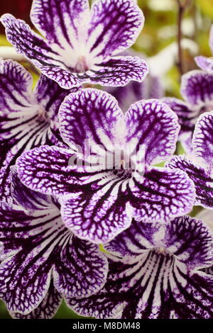 Streptocarpus 'Polka Dot Purple' Cape primrose Blütezeit indoors im Spätsommer, Großbritannien Stockfoto