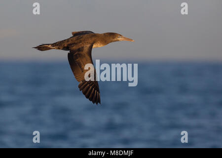 Juveniele Jan-van-gent de Vlucht; Juvenile Northern Gannet im Flug Stockfoto