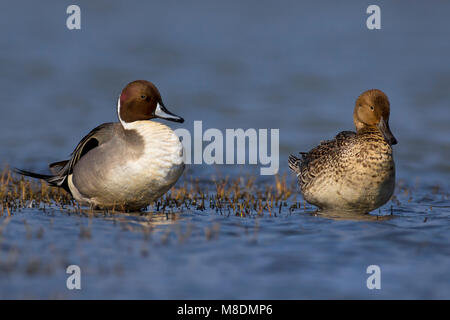 Paartje Pijlstaarten; Paor des Nördlichen Pintails Stockfoto