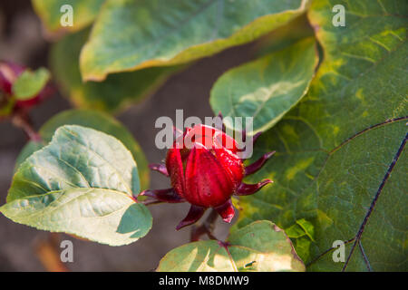Junge Roselle (Hibiscus sabdariffa) Sepale Drehen in eine essbare Zubehör Obst. Stockfoto