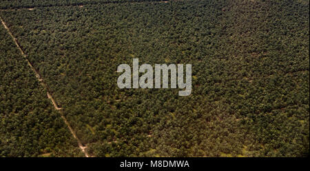 Arial Bild einer Ölpalme (Elaeis guineensis) Plantage in Malaysia. Im Februar 2018 übernommen. Stockfoto