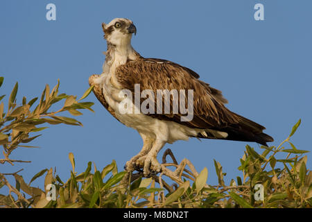 Visarend zittned in Struik; Osprey in der Oberseite der Busch gehockt Stockfoto