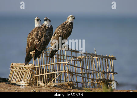 In Visarend zit; Osprey gehockt Stockfoto