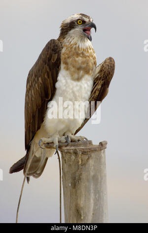 In Visarend zit; Osprey gehockt Stockfoto