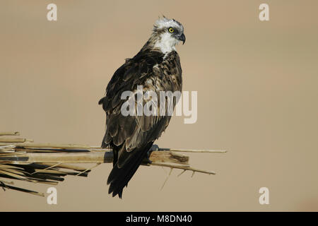 In Visarend zit; Osprey gehockt Stockfoto