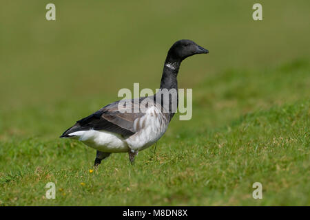 Witbuikrotgans foeragerend; Brent Goose Nahrungssuche Stockfoto