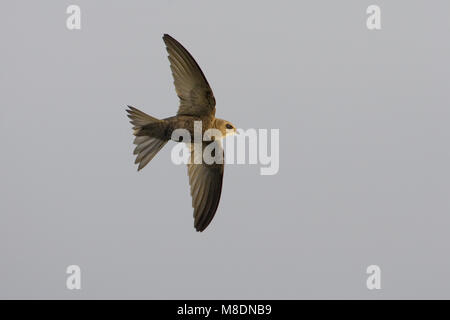 Blassen Swift fliegen; Vale Gierzwaluw vliegend Stockfoto