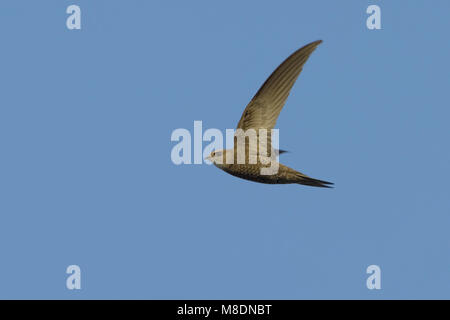 Blassen Swift fliegen; Vale Gierzwaluw vliegend Stockfoto