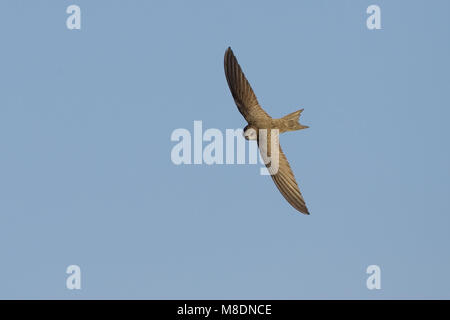 Blassen Swift fliegen; Vale Gierzwaluw vliegend Stockfoto