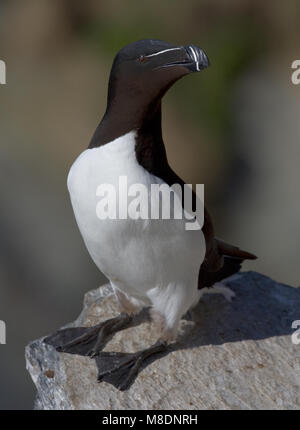 Alk zittend op rotskust; Tordalk auf Felsen Stockfoto