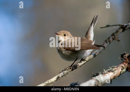 Kleine Vliegenvanger; Red-breasted Schopftyrann Stockfoto