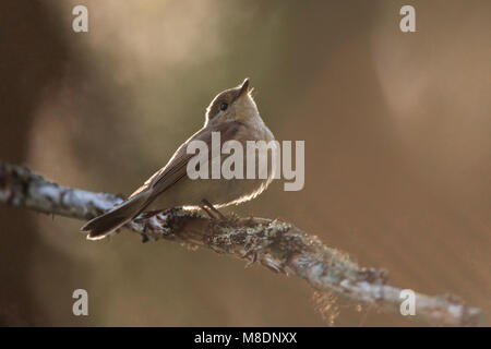 Kleine Vliegenvanger; Red-breasted Schopftyrann Stockfoto