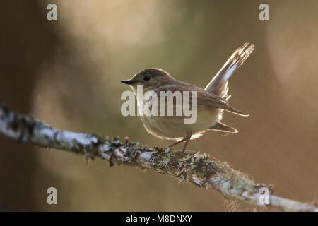 Kleine Vliegenvanger; Red-breasted Schopftyrann Stockfoto