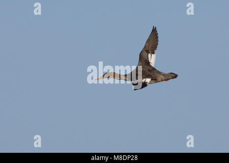 Vrouwtje Middelste Zaagbek in Vlucht; weiblich Red-breasted Merganser im Flug Stockfoto