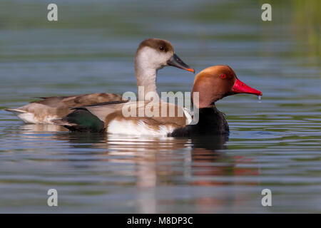 Paartje Krooneenden; Paar red-Crested Tafelenten Stockfoto