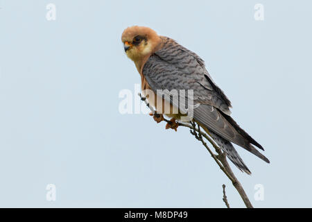 Volwassen vrouwtje Roodpootvalk; Erwachsene weiblich Red-footed Falcon Stockfoto