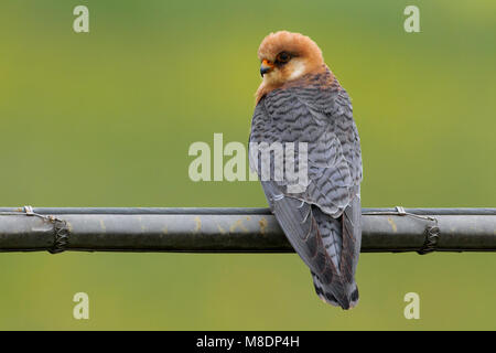 Volwassen vrouwtje Roodpootvalk; Erwachsene weiblich Red-footed Falcon Stockfoto