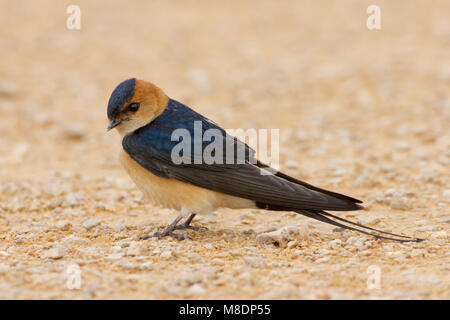 Roodstuitzwaluw zittend volwassen Op de grond, Red-rumped Swallow Erwachsenen auf dem Boden Stockfoto