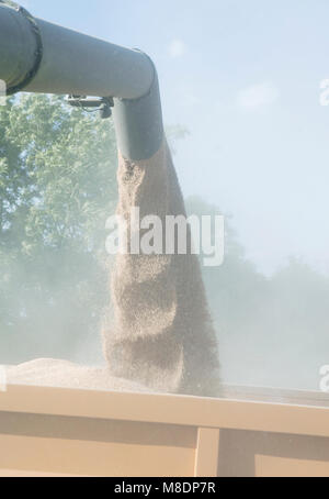 Weizenkorn Gießen von Mähdrescher, close-up Stockfoto