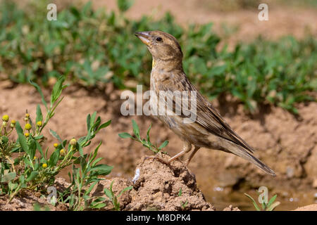 Rotsmus zittend Op de Grond; Rock Sparrow thront auf dem Boden Stockfoto