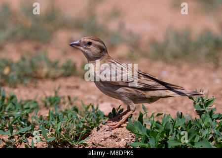 Rotsmus zittend Op de Grond; Rock Sparrow thront auf dem Boden Stockfoto