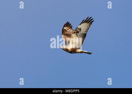 Juveniele Ruigpootbuizerd in de Vlucht; Jugendliche Rau-legged Buzzard im Flug Stockfoto