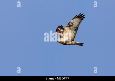 Juveniele Ruigpootbuizerd in de Vlucht; Jugendliche Rau-legged Buzzard im Flug Stockfoto