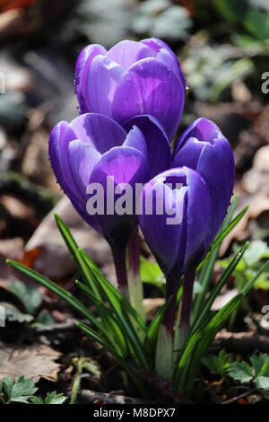 Eine Gruppe von schönen lila Krokusse Blumen, Gegenlicht der Sonne im Frühling. Stockfoto