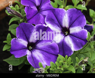 Vibrantly farbigen lila und weißen gestreiften Petunien Blüte, im Sommer im Freien wachsen. Stockfoto